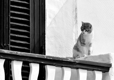 Cat sitting on railing against window