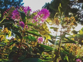 Close-up of purple flowers blooming outdoors