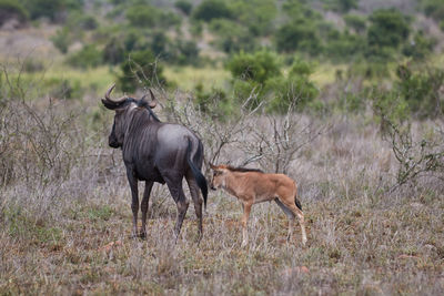 Wildebeest on grass against trees