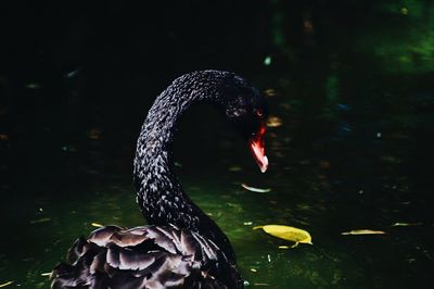 Close-up of swan swimming in lake