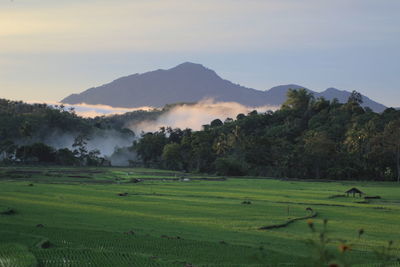 Scenic view of agricultural field against sky