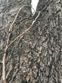 Close-up of tree trunk