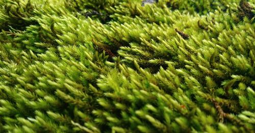 Full frame shot of plants growing on field