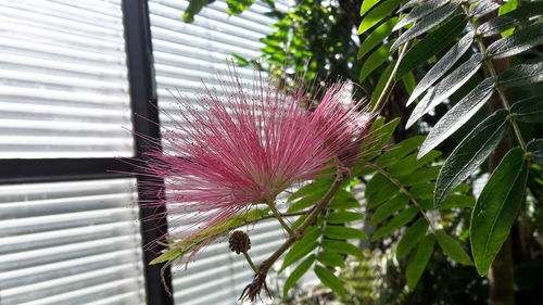 Close-up of pink flower