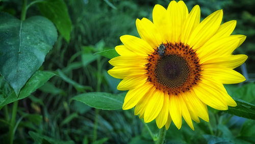 Close-up of yellow flower blooming outdoors