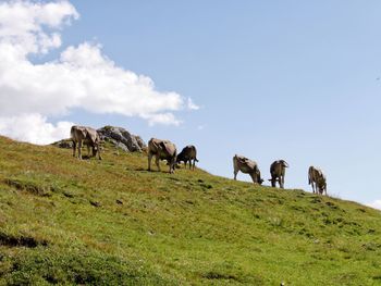 Cows grazing on field against sky