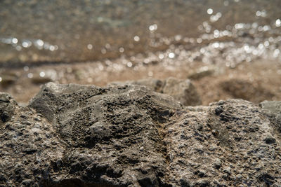 Close-up of lizard on rock