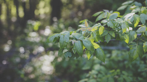 Close-up of fresh green leaves on plant