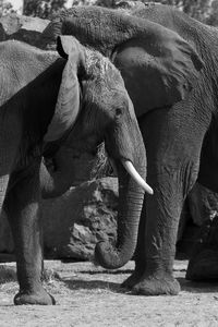 Elephant standing in a field