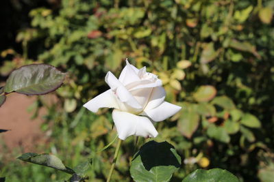 Close-up of white flowers blooming outdoors