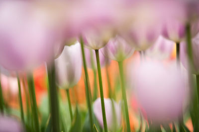 Close-up of purple flowering plants