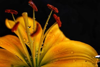 Close-up of insect on yellow flower