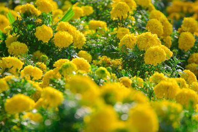 Close-up of yellow flowering plants