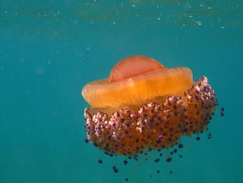 Close-up of jellyfish in sea