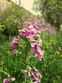 Close-up of pink flowers blooming in field