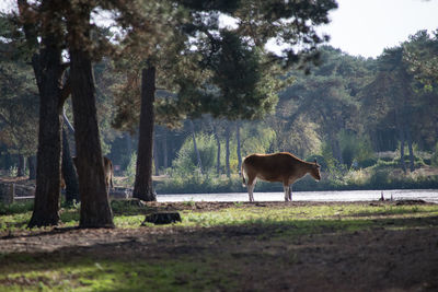 Horse standing in a field