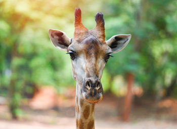 Close-up of giraffe