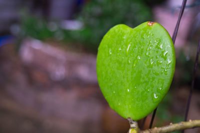 Close-up of wet plant