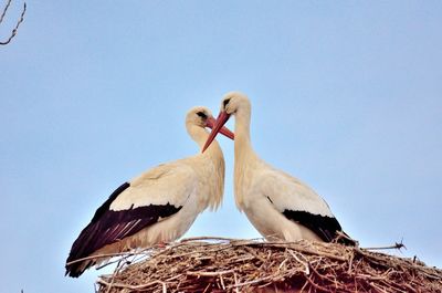 Low angle view of white storks perching on nest against clear sky