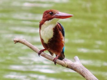 Close-up of white throated kingfisher perching on branch