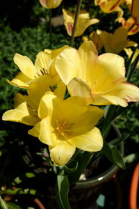 Close-up of yellow flowering plant in park