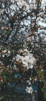 Close-up of cherry blossom tree