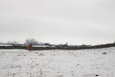 Scenic view of field against sky during winter