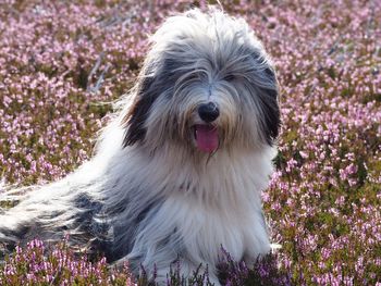 Close-up of dog sticking out flowers