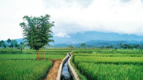 Scenic view of agricultural field against sky