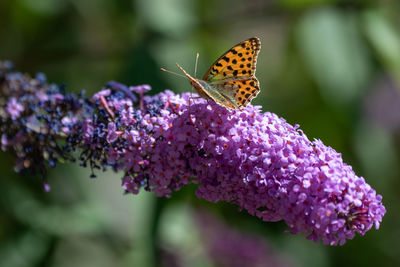 Close-up of butterfly pollinating on flower
