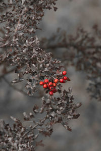 Close-up of red flowers