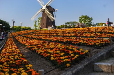 View of flowering plants on landscape against sky