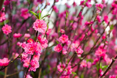 Close-up of pink flowers