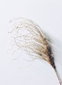 Close-up of stalk over white background