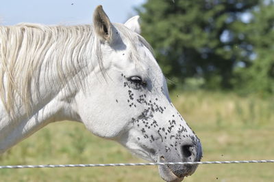 Close-up of white horse in ranch