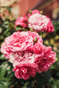 Close-up of pink rose flower