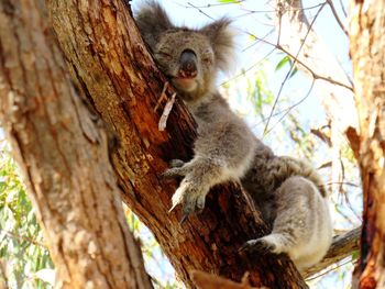 Koala bear relaxing.