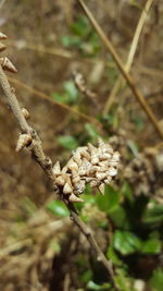 Close up of pine cone