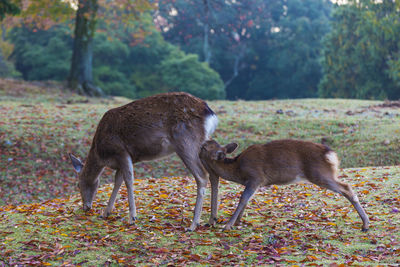 Nara park and deer in the autumn colors