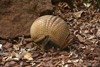 Armadillo arching his back walking in wood chips in the wild.