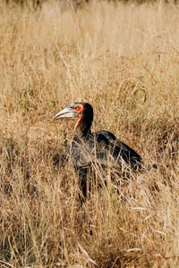 Side view of bird on land