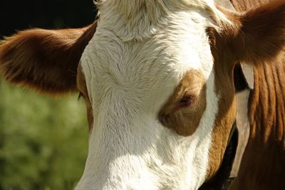 Close-up of a cow potrait 
