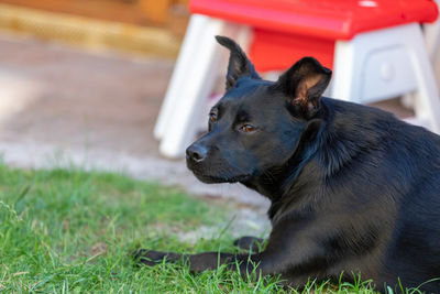 Close-up of dog looking away on field