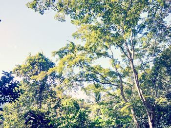 Low angle view of trees in forest