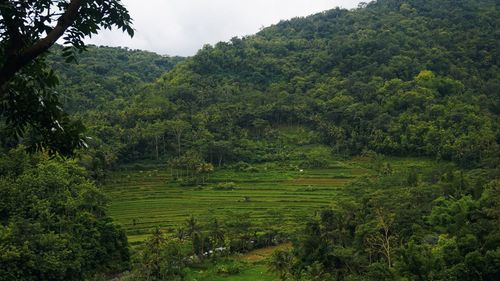 High angle view of agricultural field