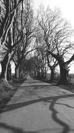 Bare trees by road against clear sky