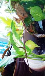 Close-up of lizard on tree