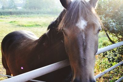 Close-up of horse in pasture