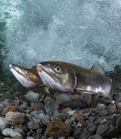 Pink salmon's run in rausu, hokkaido , japan