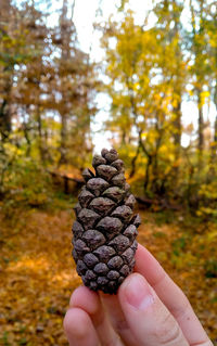 Close-up of hand holding pine cone